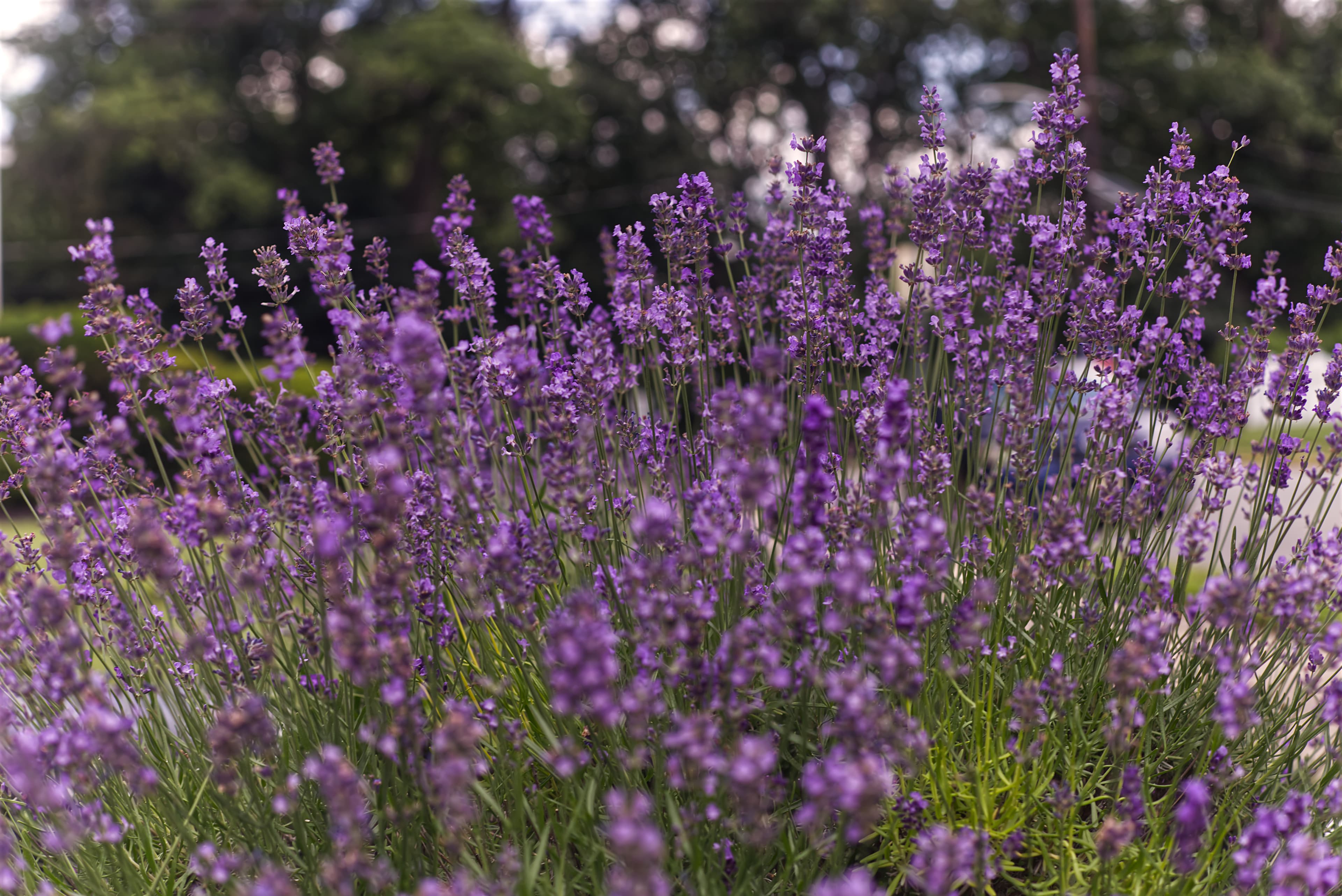 Lavender Field — Feature Rows of lavender in full purple bloom in a residential garden, fragrant and pollinator-friendly planting.