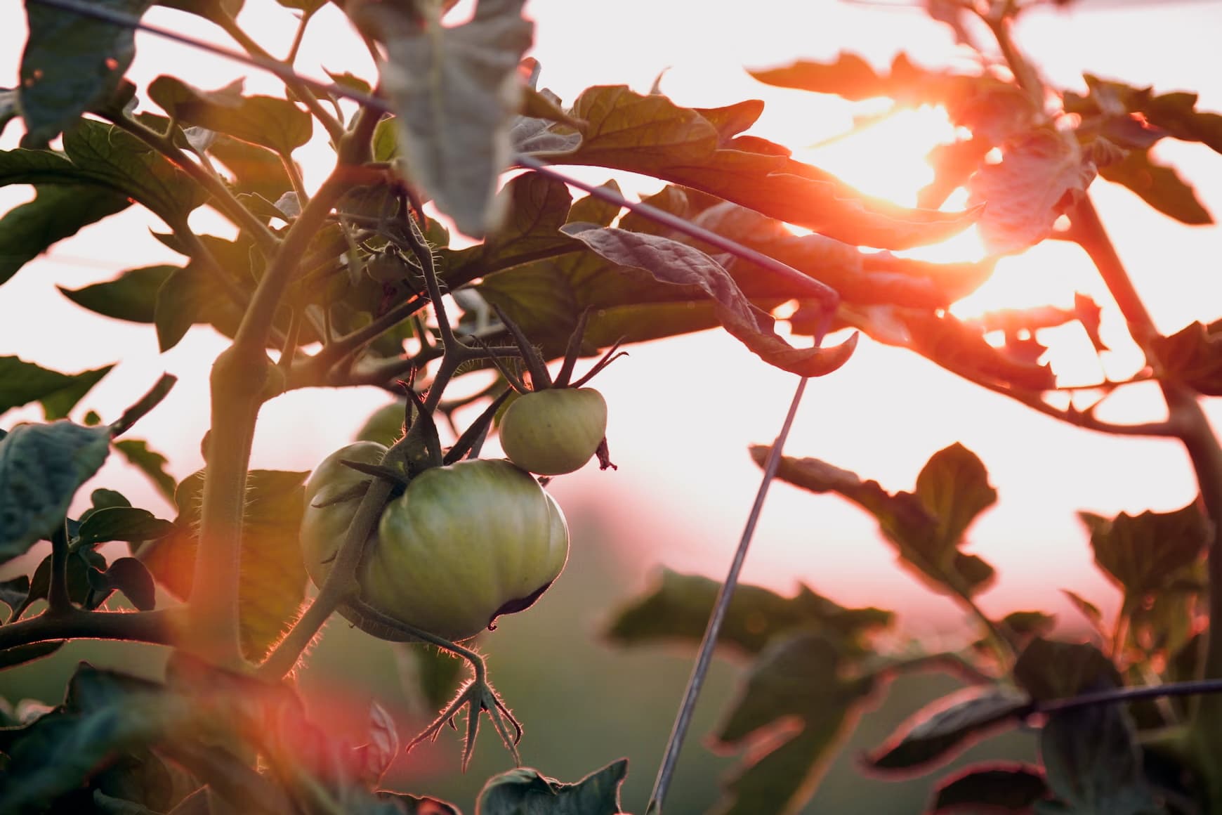 About Us Image 1 About Us Image 1