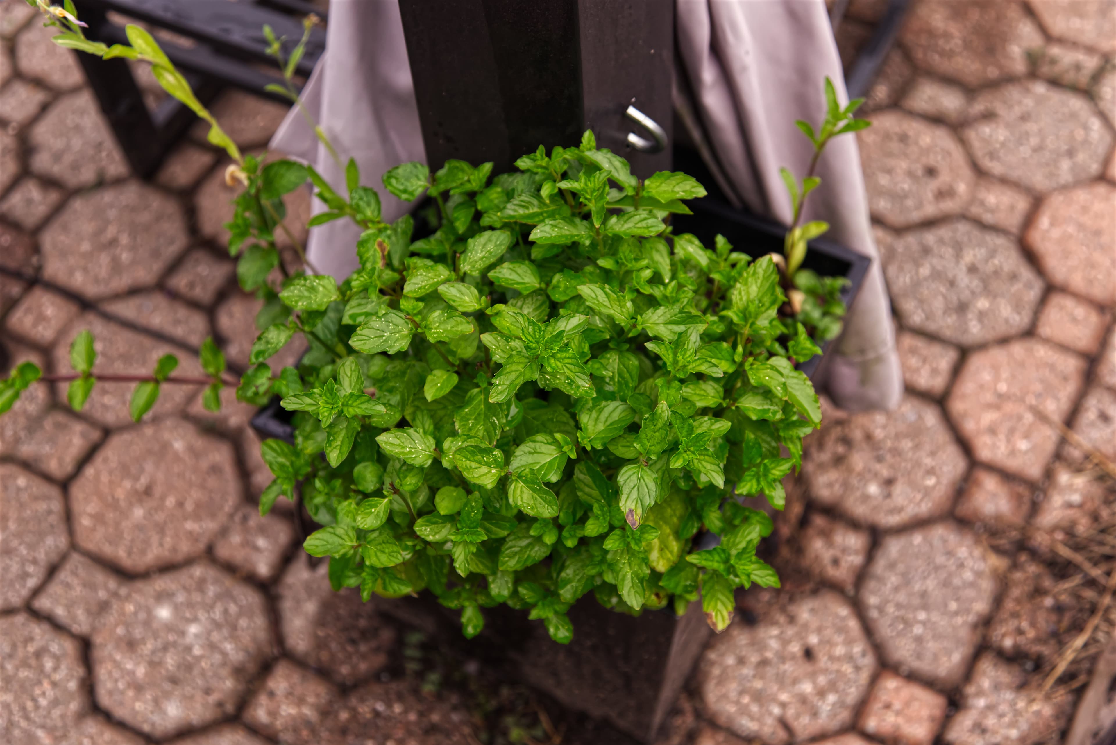 Mint Pergola Planter Garden — Services Feature A lush mint and herb planter installed beneath a pergola in a residential outdoor space.