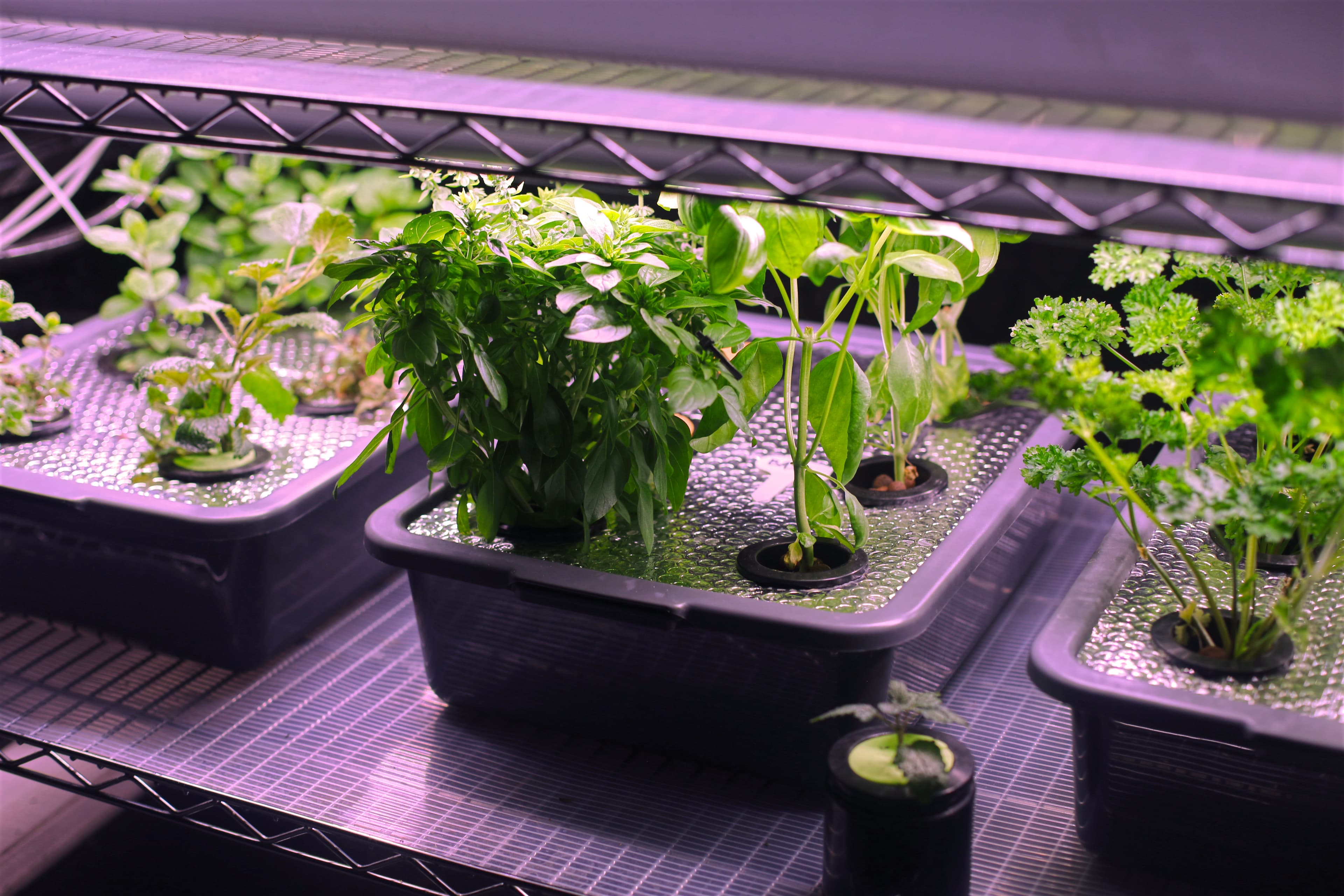 Herbs Growing in Indoor NFT System — Schools and Services Herb seedlings thriving in NFT hydroponic trays under LED grow lights — a hands-on growing installation by My Petit Garden.