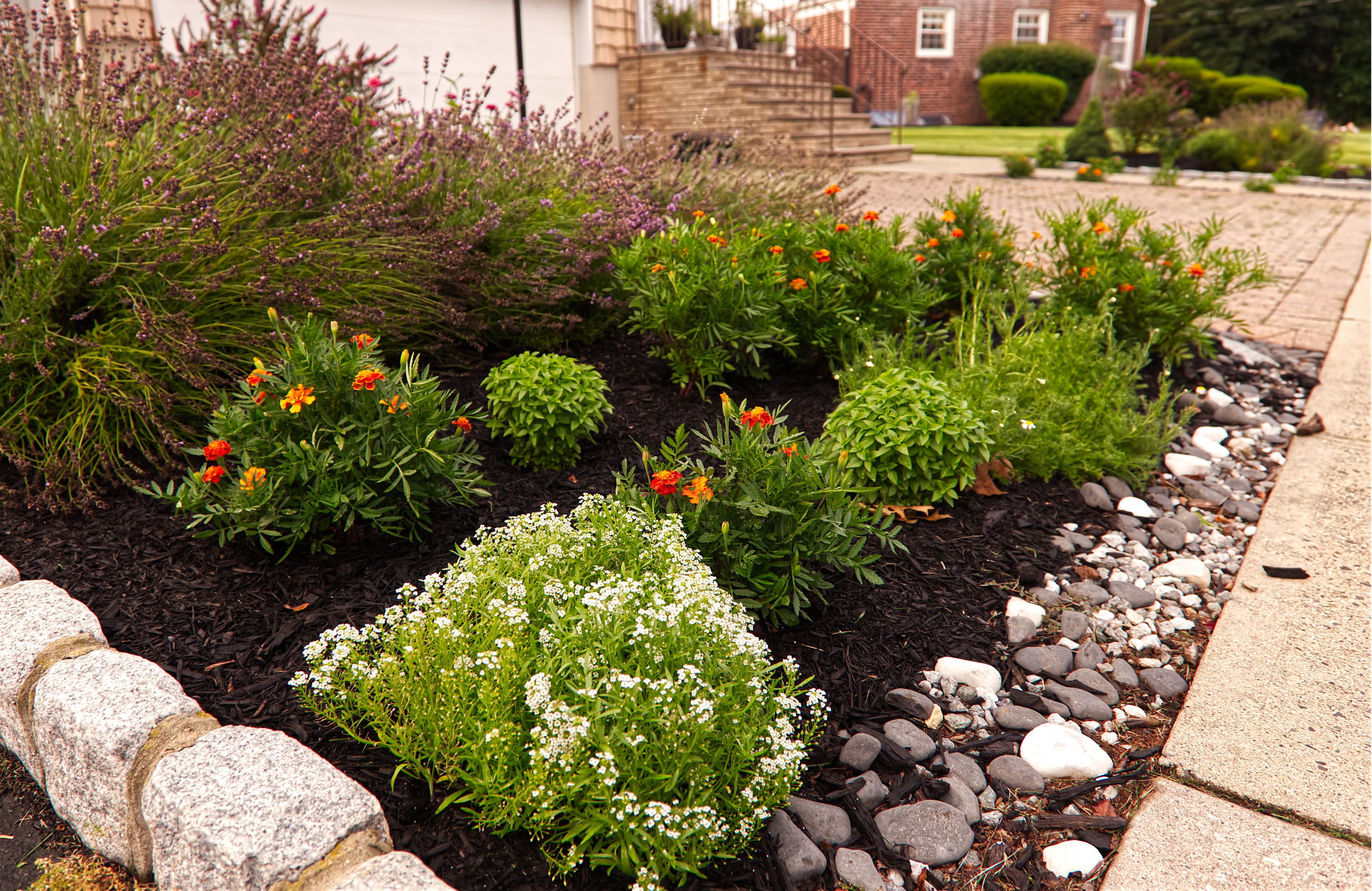 Residential Front Yard Garden Installation — Services A fully installed residential front yard edible garden designed and planted by My Petit Garden.
