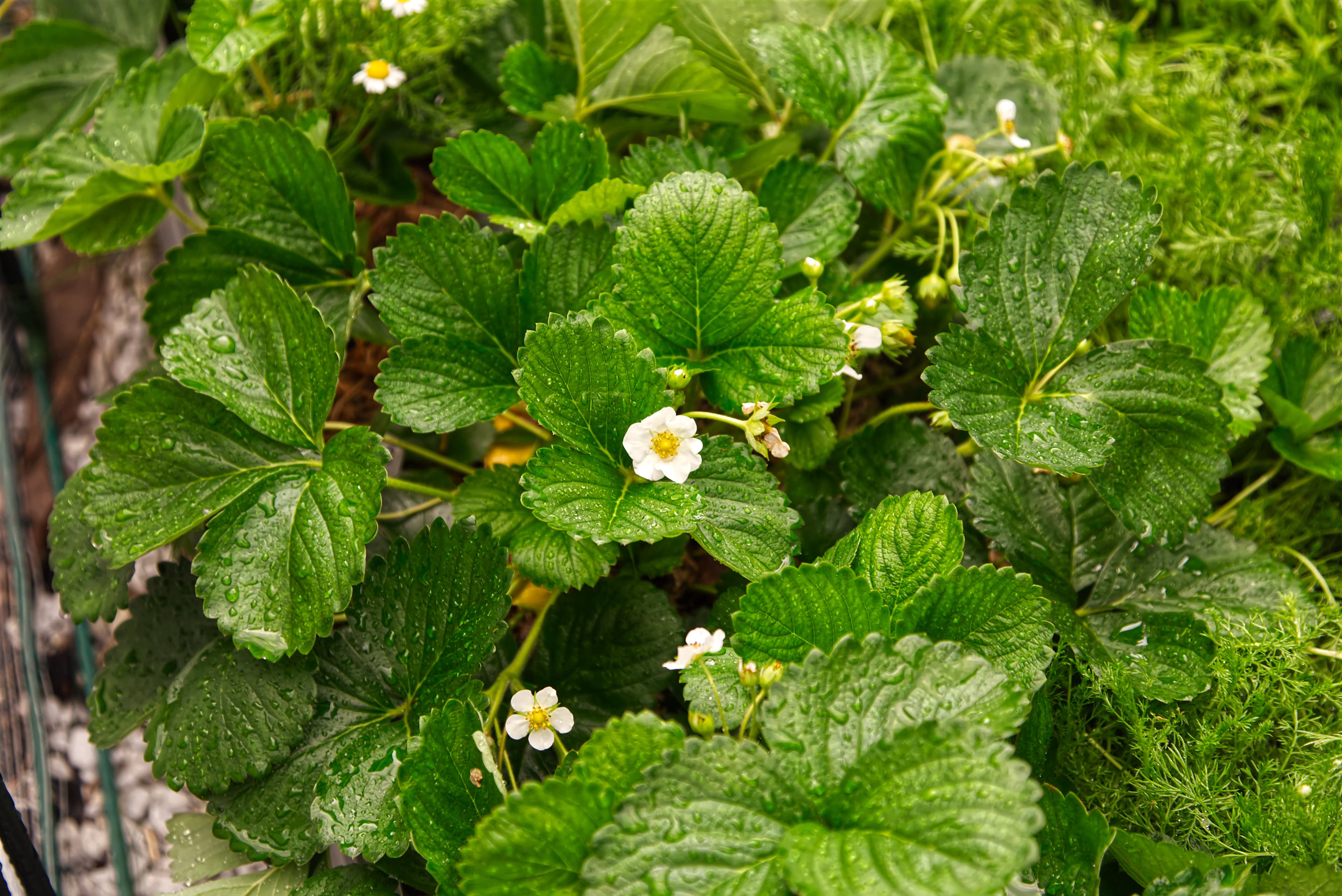 Strawberry Plants in Garden Patch — Mission Strawberry plants in bloom growing in a residential garden patch, small white blossoms visible.