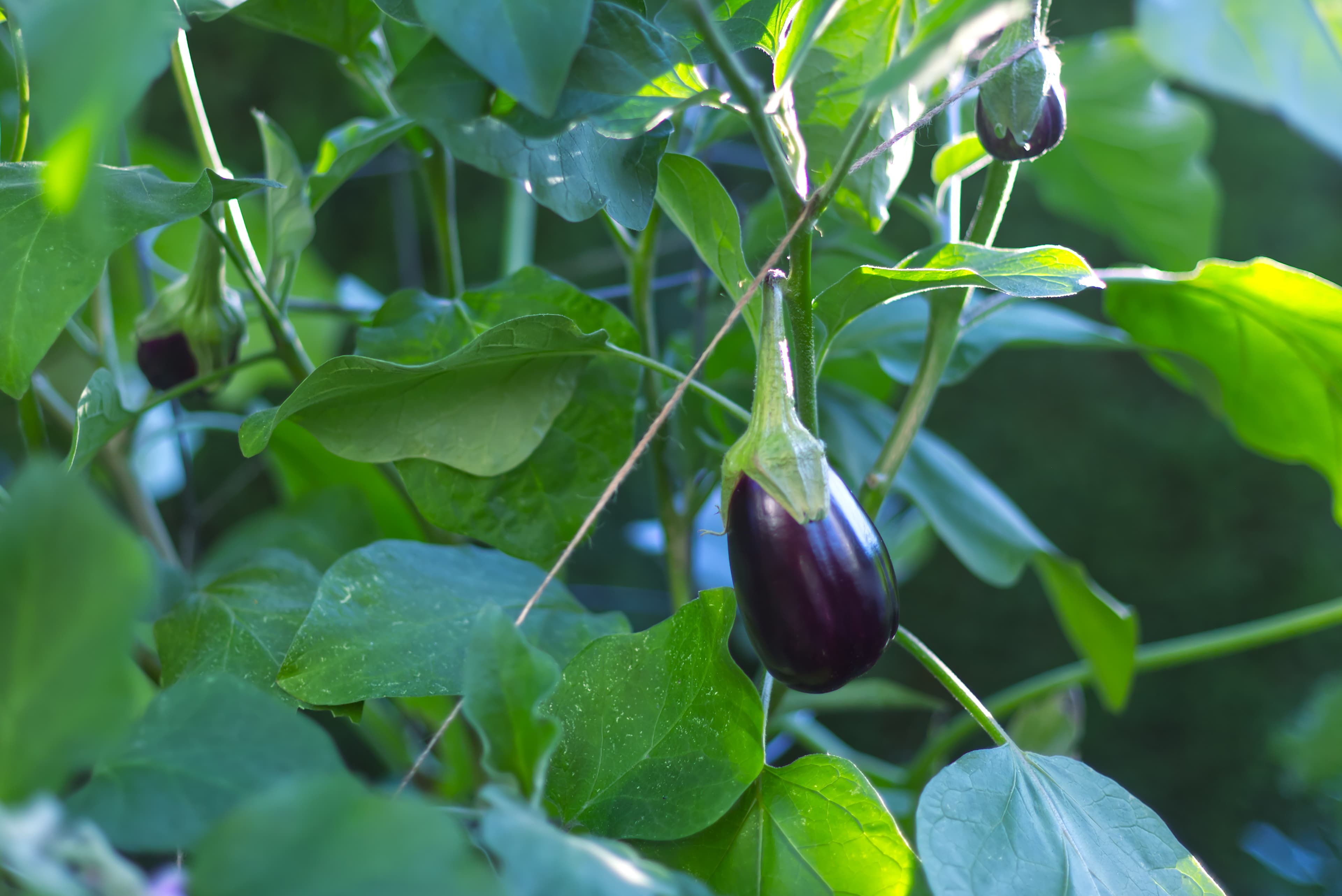 Eggplant Ripening on the Plant — Contact A glossy purple eggplant ripening on the plant among green leaves in a residential garden — grown by My Petit Garden.