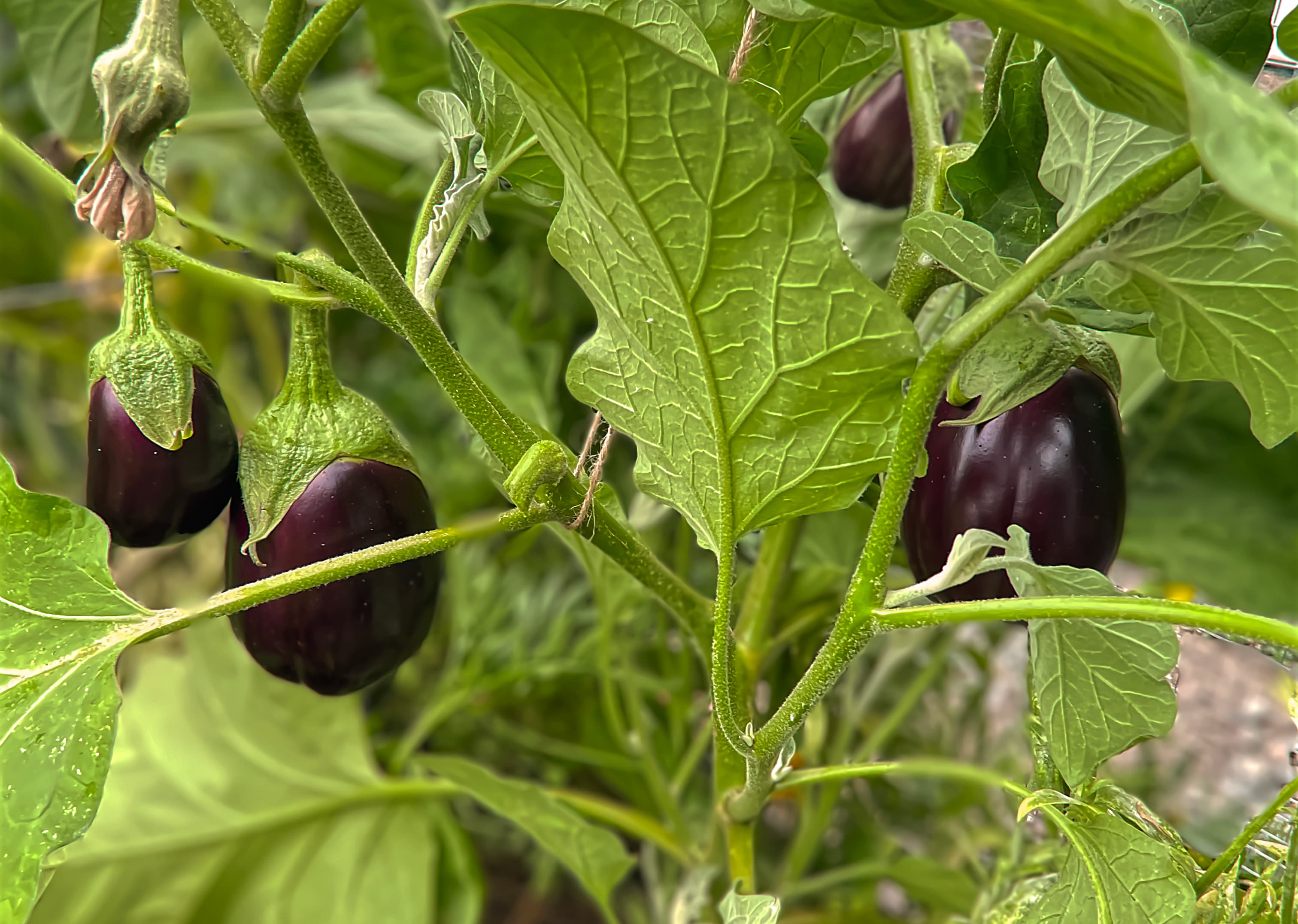 Eggplant Ripening in Residential Garden Bed — Services Dark purple eggplants ripening on the plant in a residential raised garden bed by My Petit Garden.