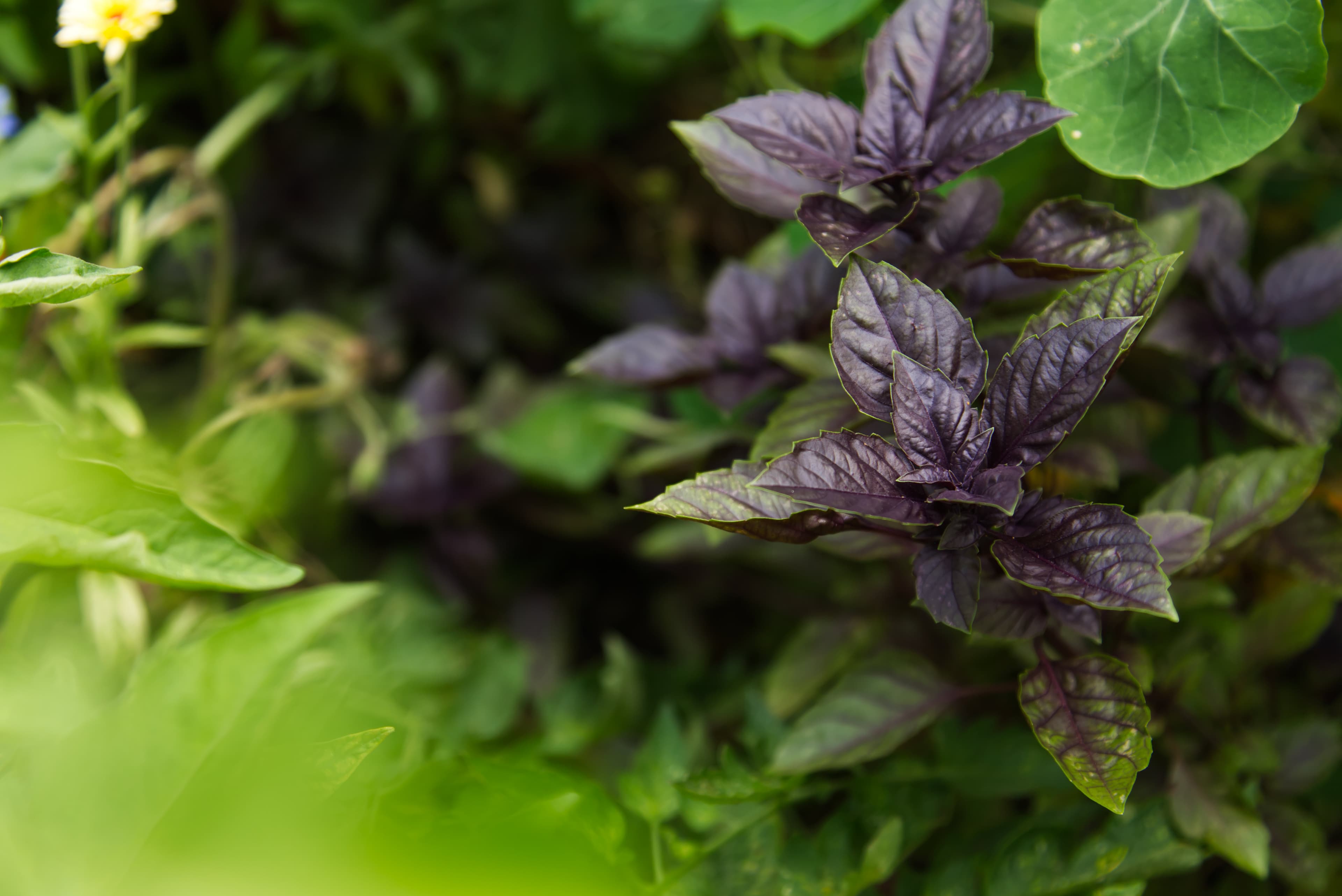 Dark Basil in Garden Bed — Mission Dark basil growing among mixed plantings in a residential garden bed, a My Petit Garden installation.