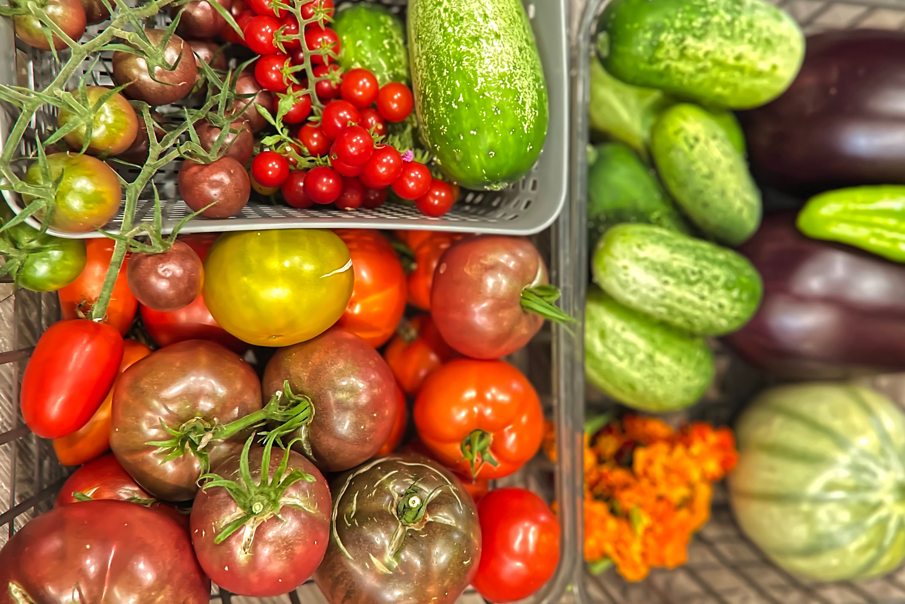 Summer Vegetable Harvest Trays — Feature A summer harvest of heirloom tomatoes, cucumbers, and mixed vegetables arranged in garden trays.