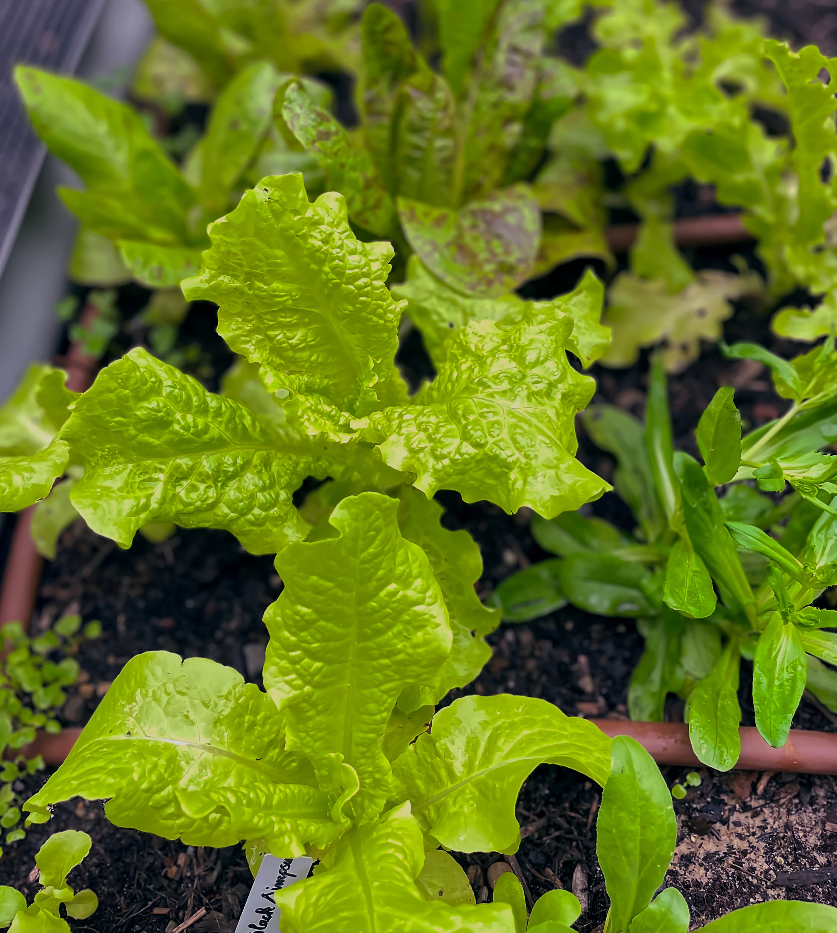 Lettuce Seedlings Growing in Garden Bed — Services Young lettuce and salad greens thriving in a garden bed — lush, established, and ready for harvest by My Petit Garden.