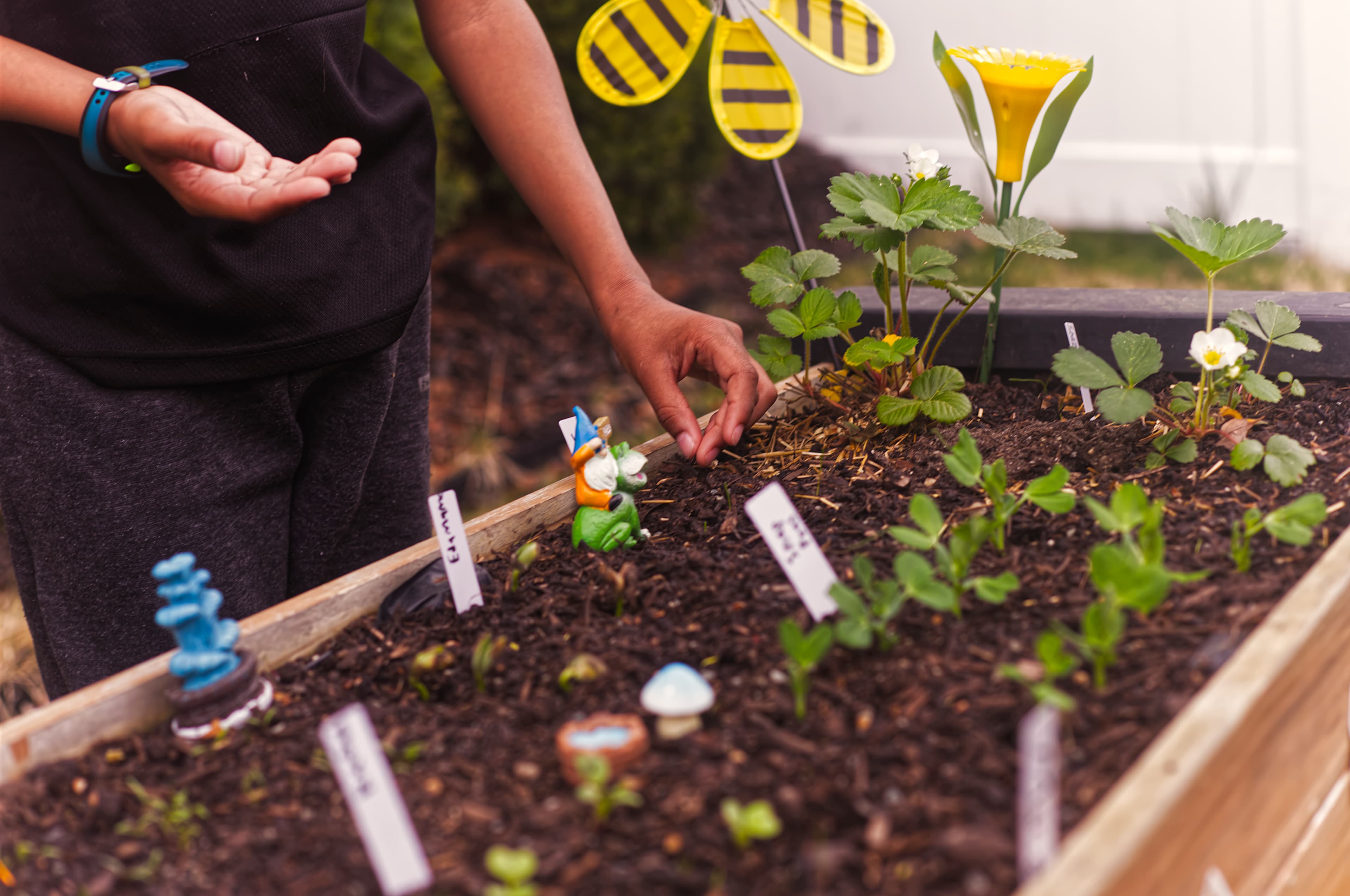 Hands Planting in Raised Bed — Feature A gardener planting seedlings in a raised garden bed in a residential backyard, a My Petit Garden installation.