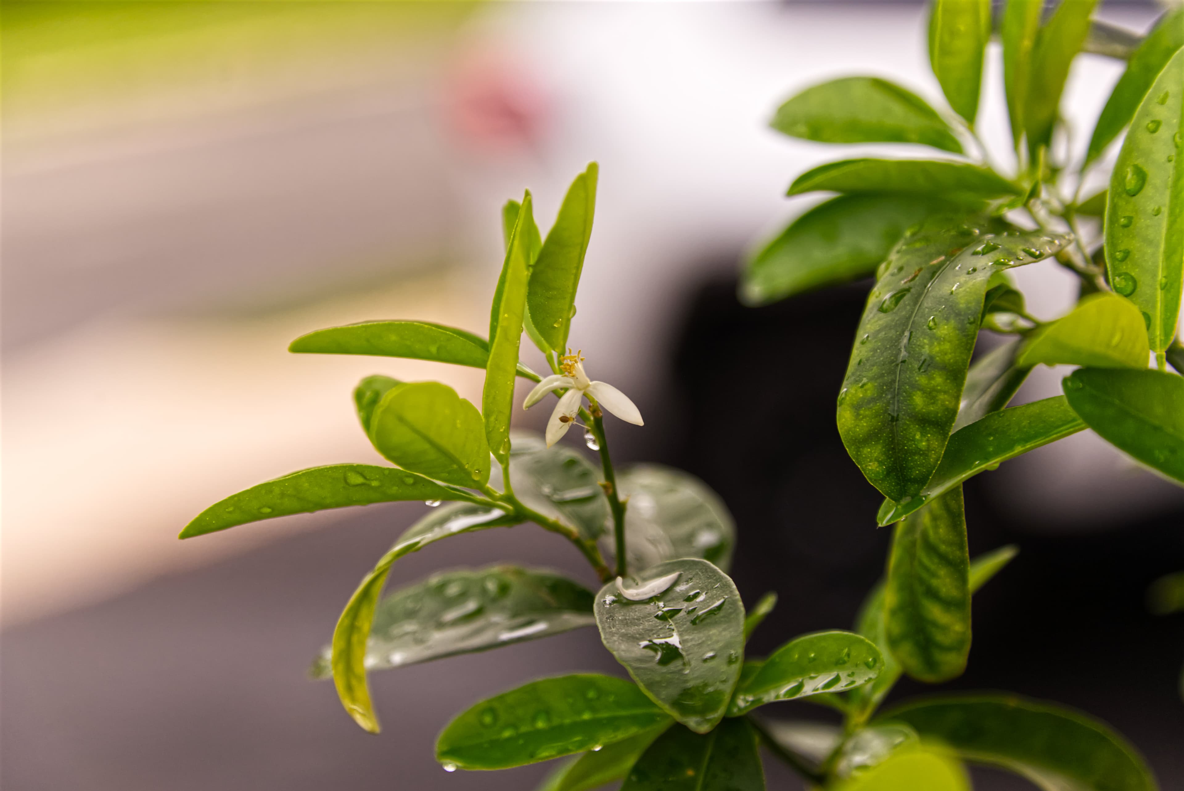 Mini Lime Growing on Plant — Feature Detail A close-up of a miniature lime growing on a potted citrus plant in a residential garden.