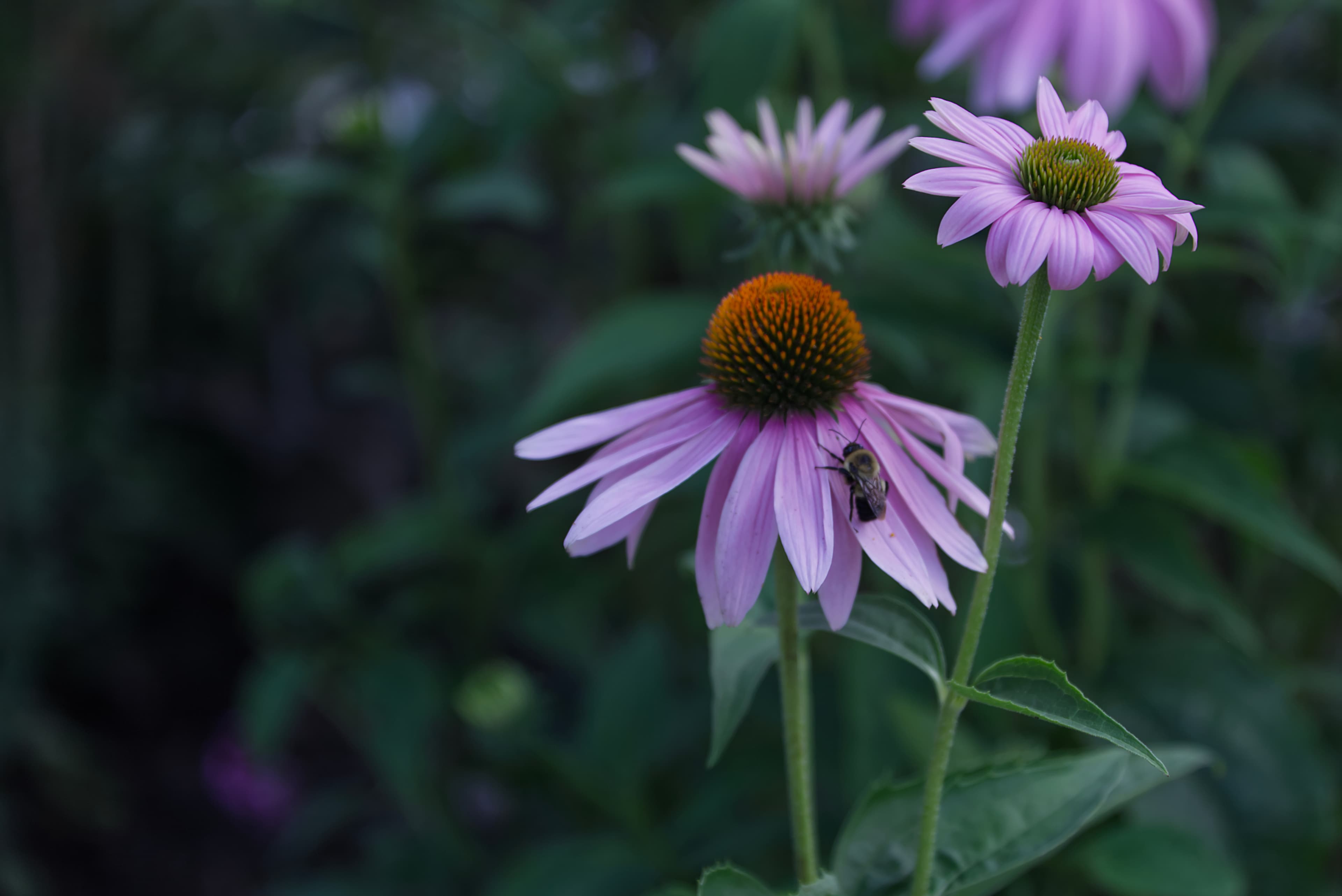 Bee on Coneflower — FAQ A bee visiting a coneflower in bloom in a residential garden — a pollinator-friendly planting by My Petit Garden.