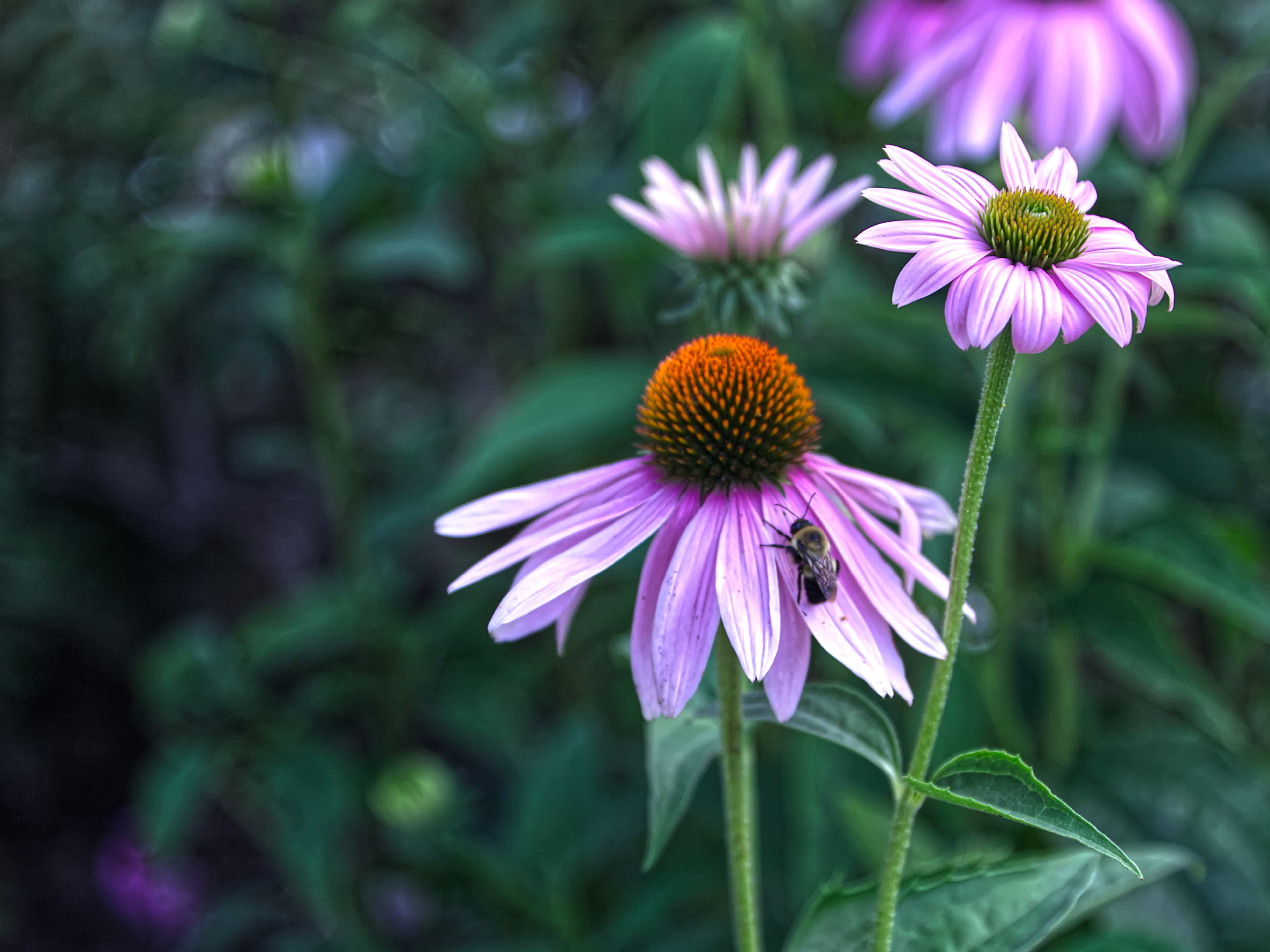 Bee on Coneflower — FAQ A bee visiting a coneflower in bloom in a residential garden — a pollinator-friendly planting by My Petit Garden.