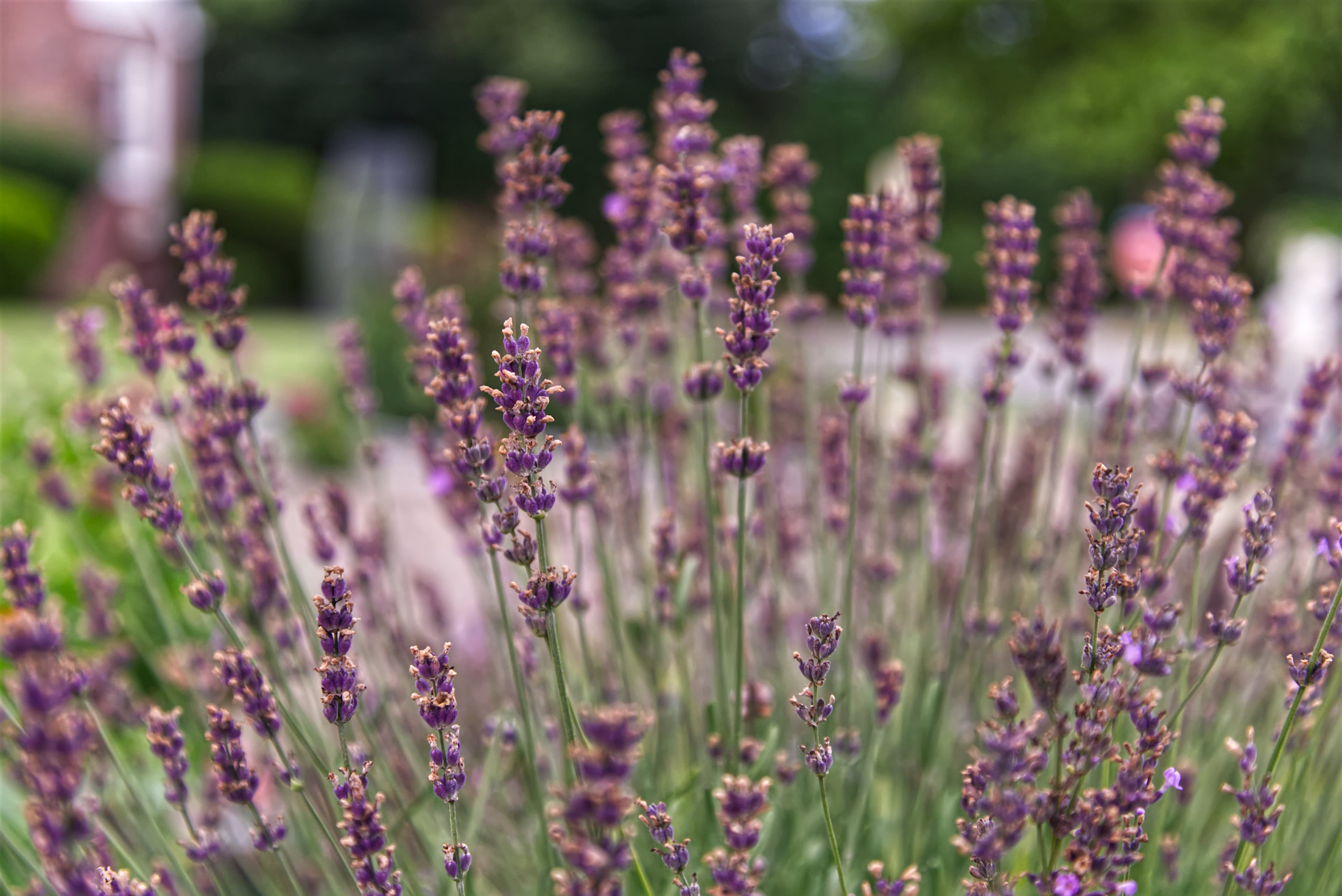Lavender Field in Full Bloom — Feature Rows of lavender in full purple bloom in a residential garden, a fragrant and pollinator-friendly planting.