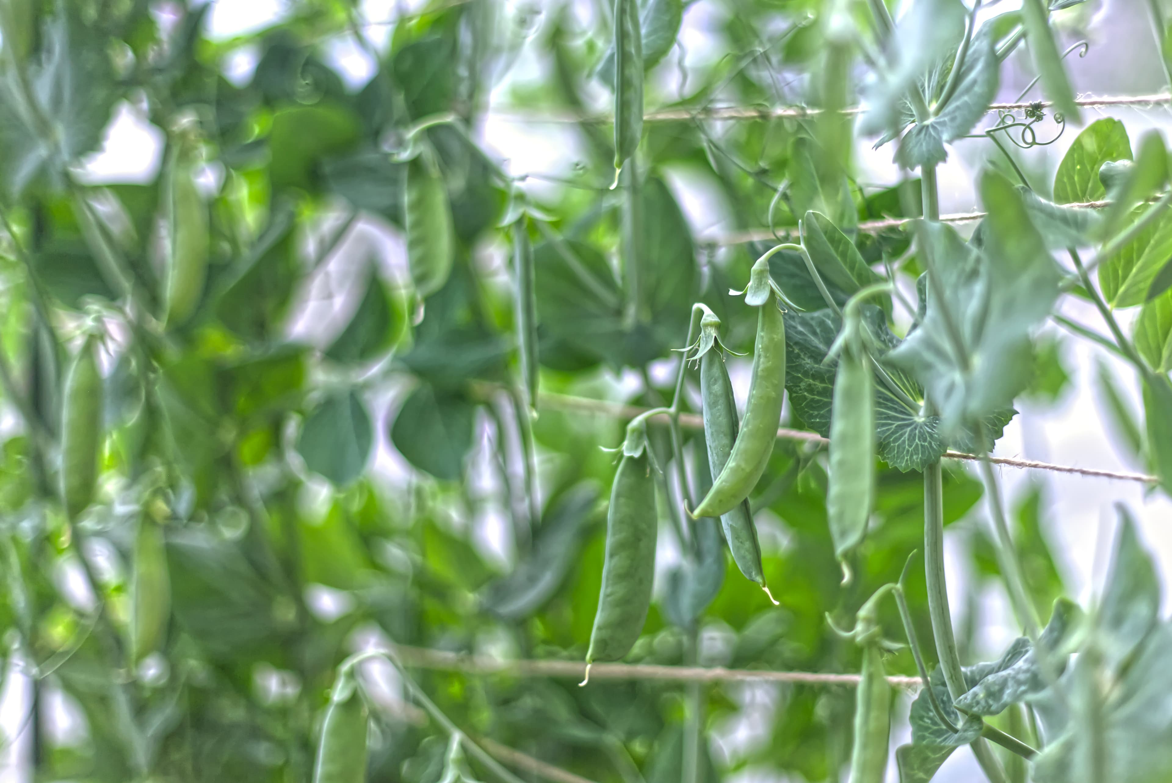 Snap Peas Climbing a Garden Trellis — Page Intro Snap pea vines and pods climbing a string trellis in a productive residential garden — a My Petit Garden installation.