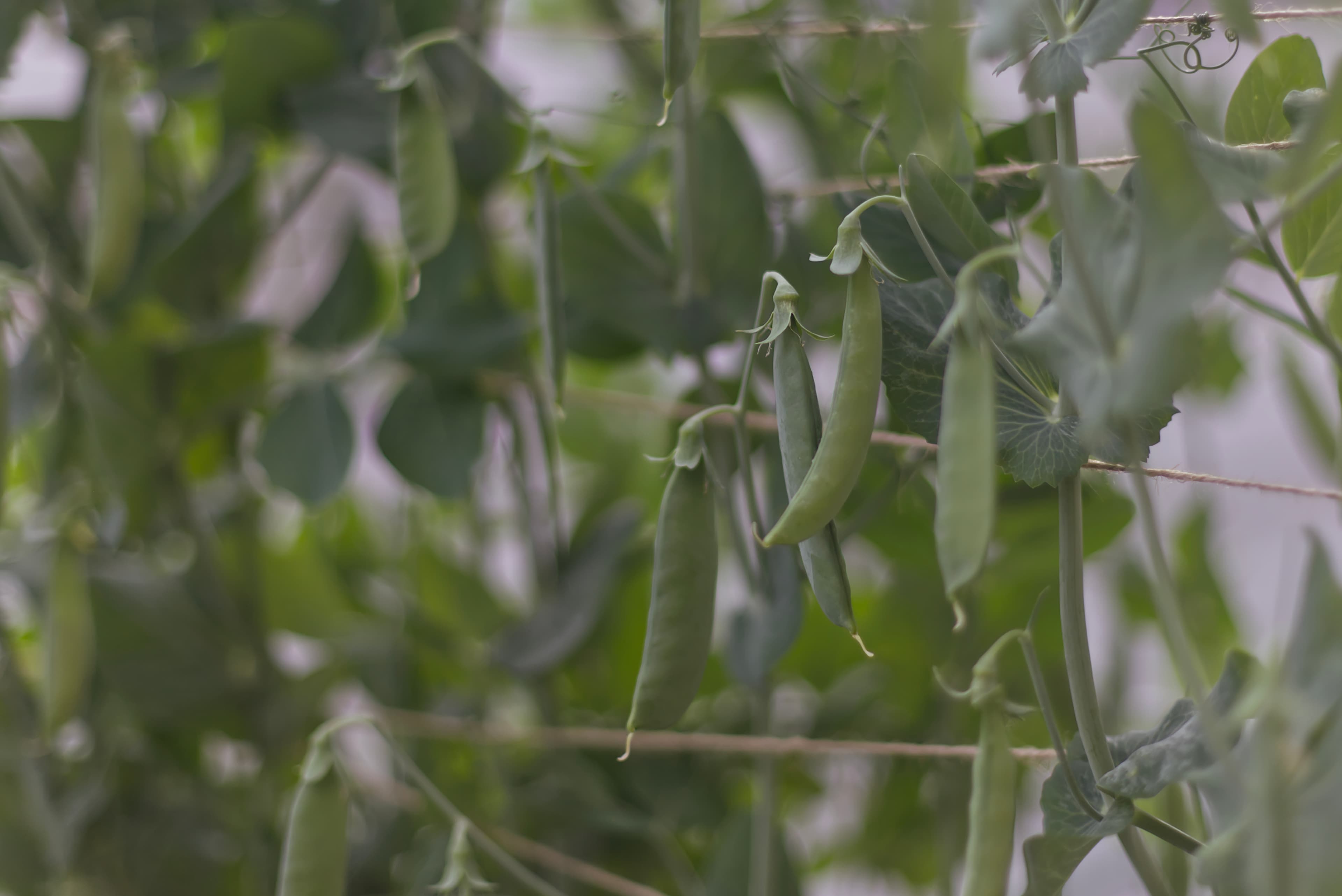 Snap Peas Climbing a Garden Trellis — Page Intro Snap pea vines and pods climbing a string trellis in a productive residential garden — a My Petit Garden installation.