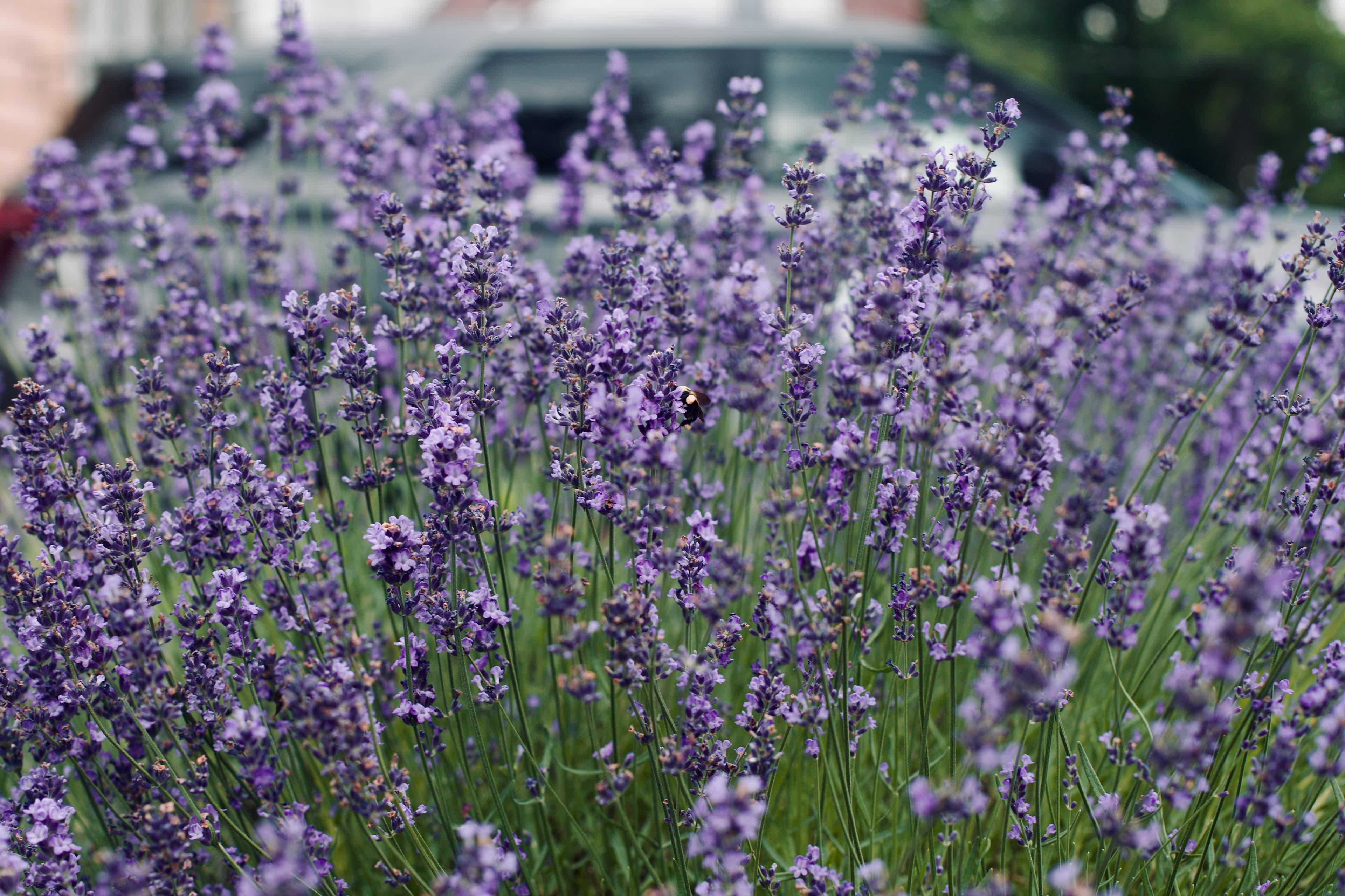 Lavender blossoms sway gently in the breeze, filling the air with their calming scent. A bumblebee moves between blooms, showing just how alive and pollinator-friendly this vibrant patch is — a perfect example of the kind of thriving, biodiverse garden My Petit Garden helps create. Lavender blossoms sway gently in the breeze, filling the air with their calming scent. A bumblebee moves between blooms, showing just how alive and pollinator-friendly this vibrant patch is — a perfect example of the kind of thriving, biodiverse garden My Petit Garden helps create.